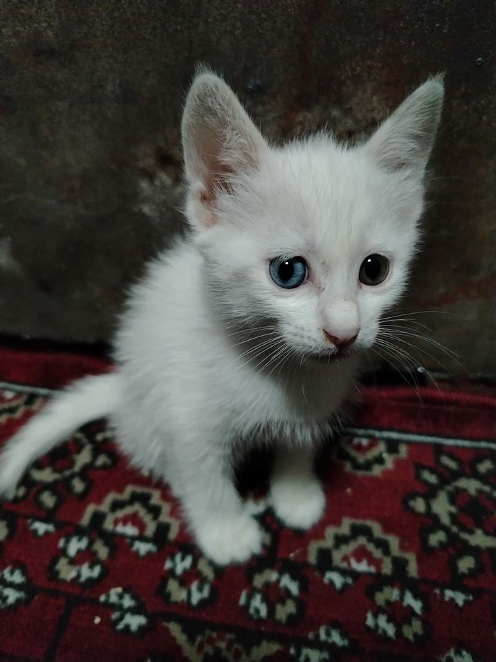 600 000 сум