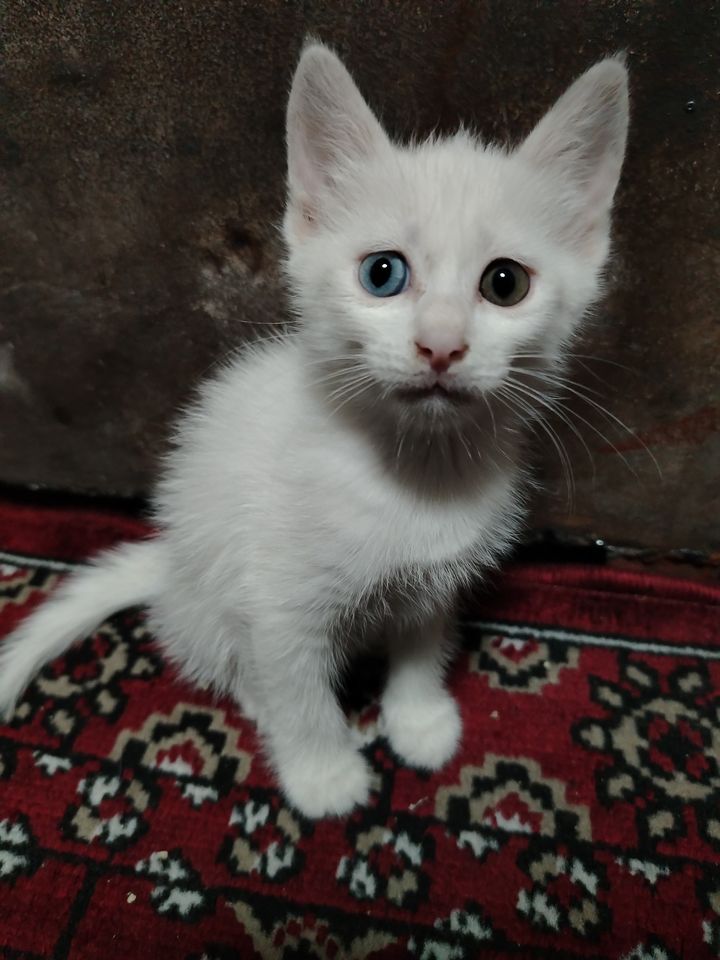600 000 сум