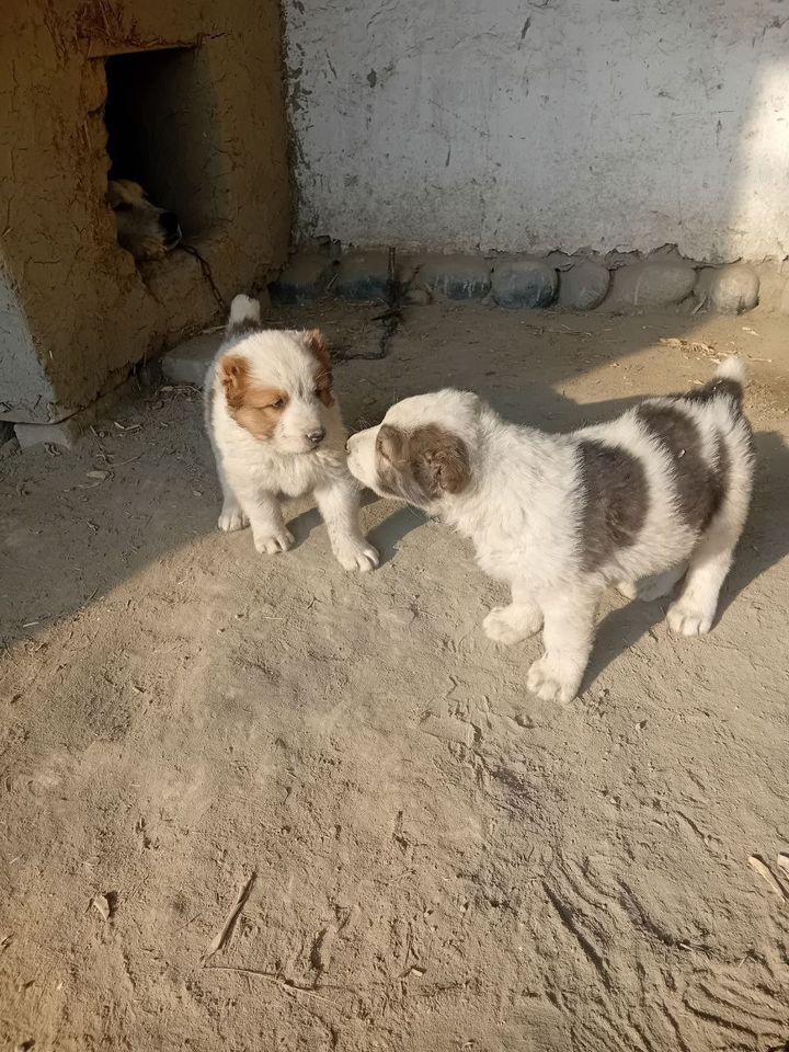 1 200 000 сум