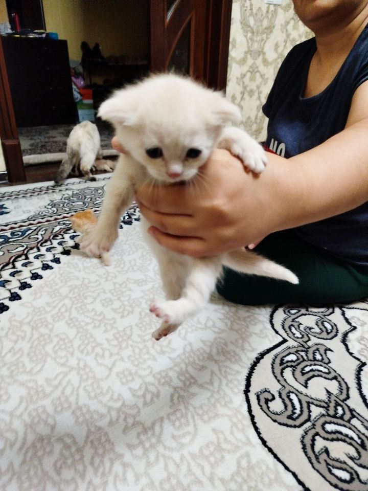 80 USD