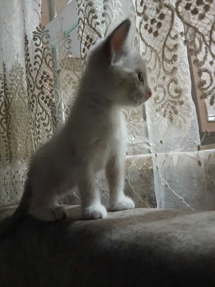 500 000 UZS
