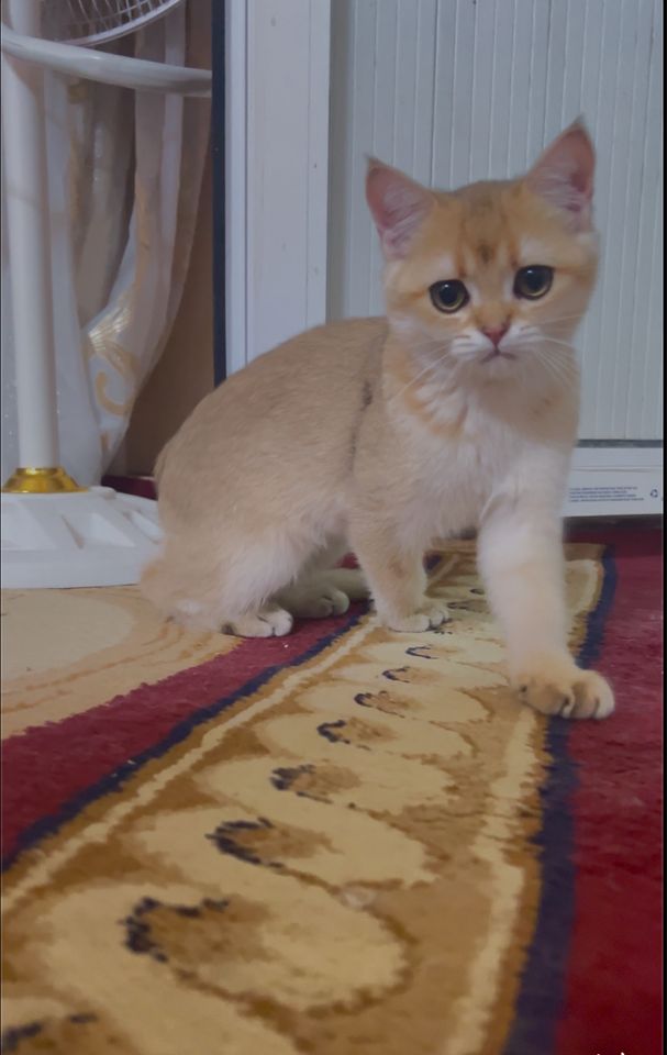3 900 000 UZS