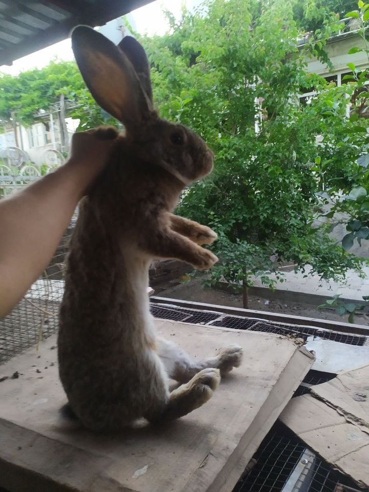 800 000 сум