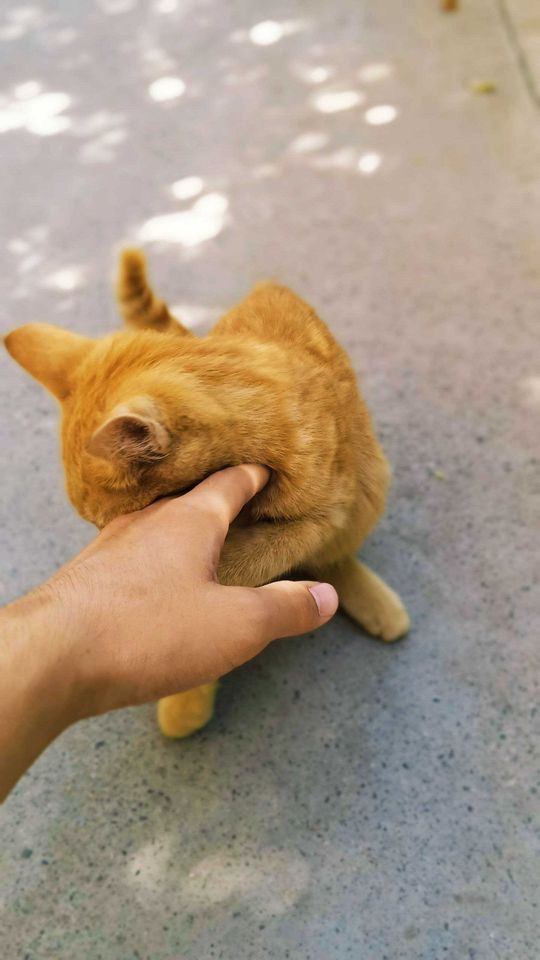 Бесплатно
