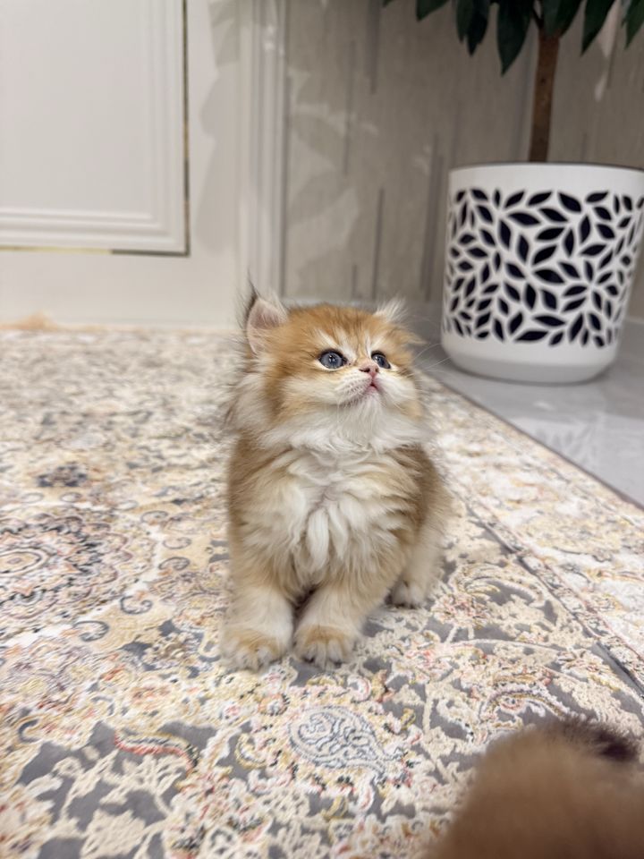 250 USD