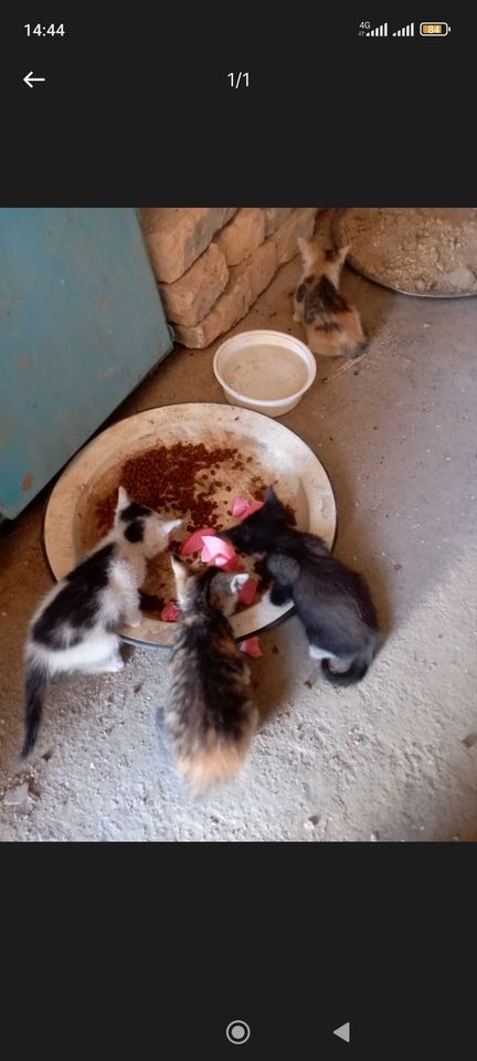Бесплатно