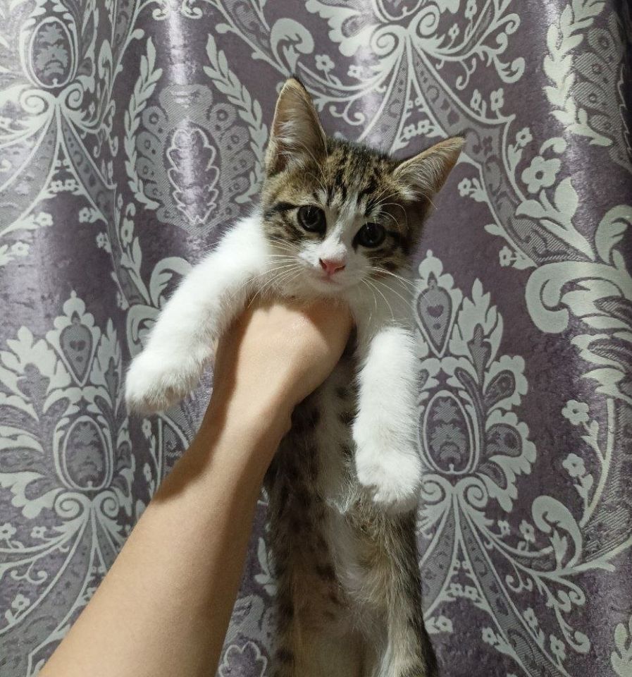 Бесплатно