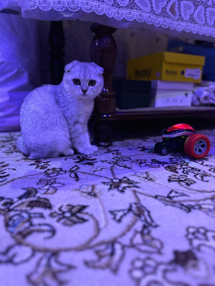250 USD