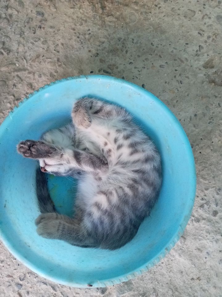 Bepul