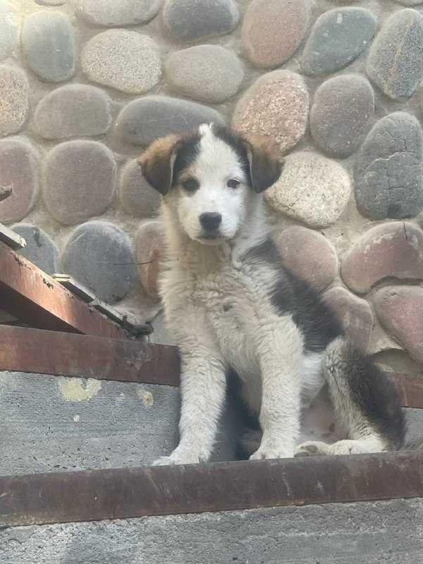 Бесплатно