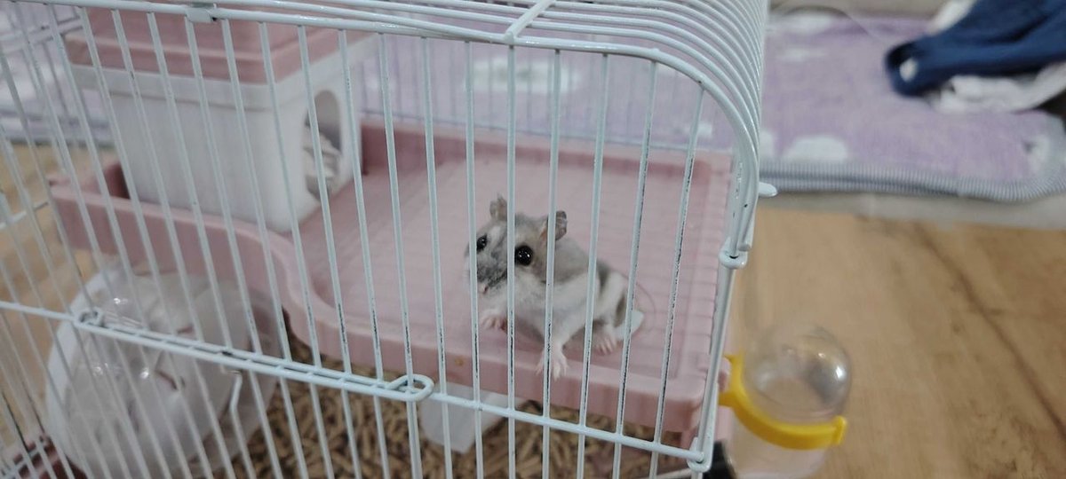 250 000 сум