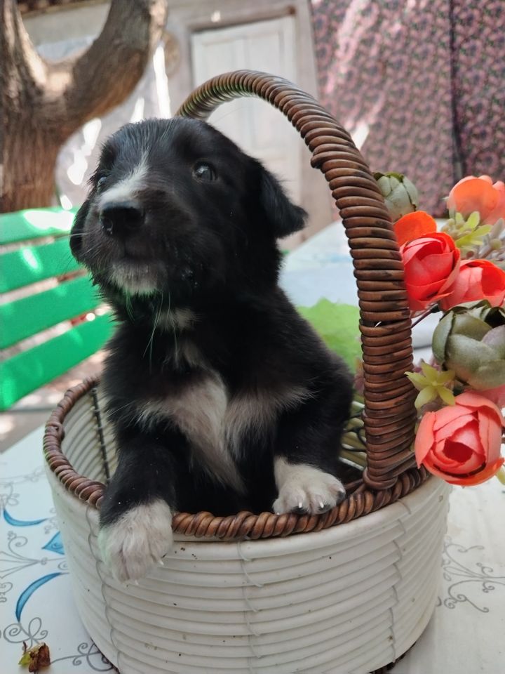 Бесплатно