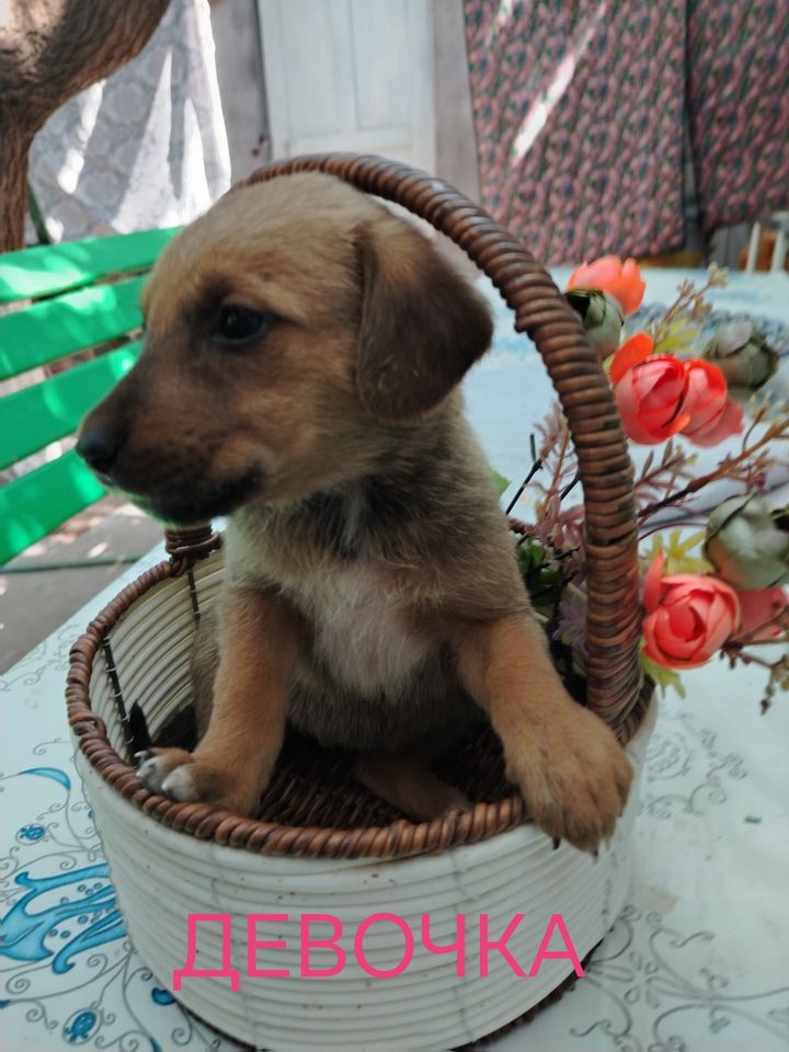 Бесплатно