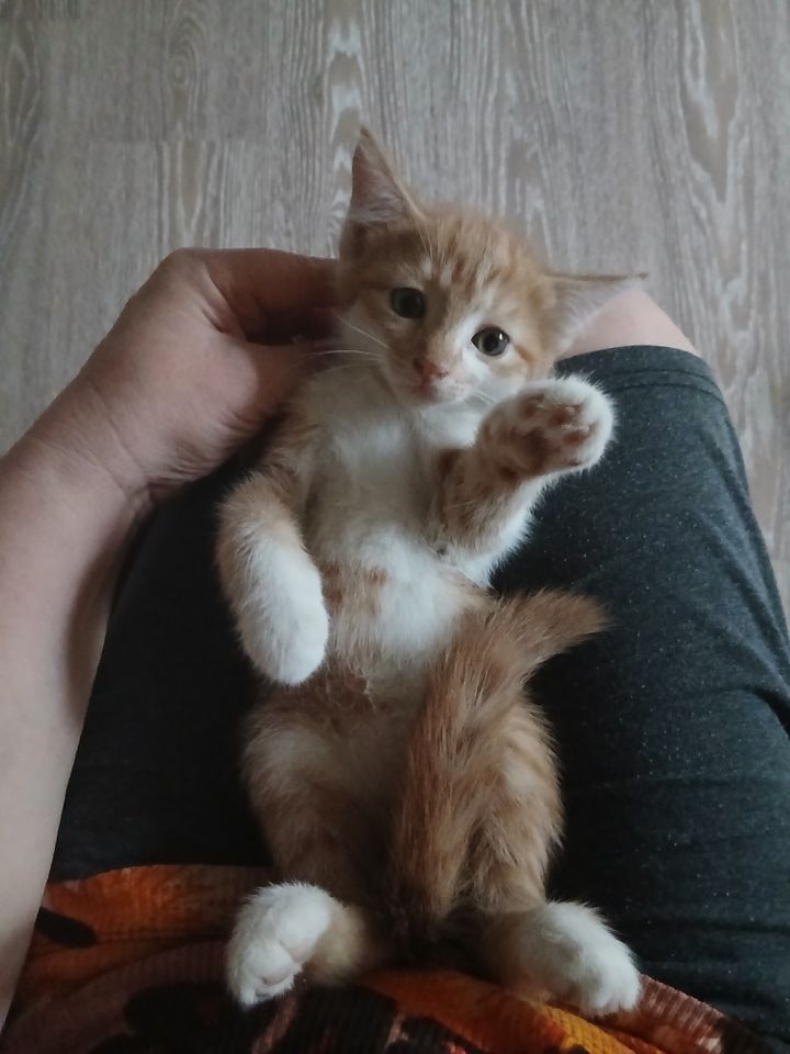 Бесплатно