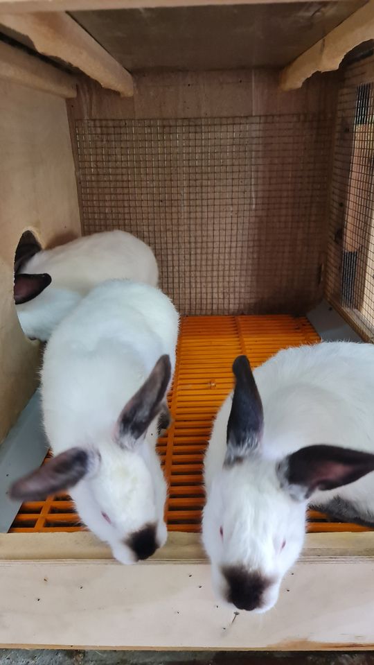 300 USD