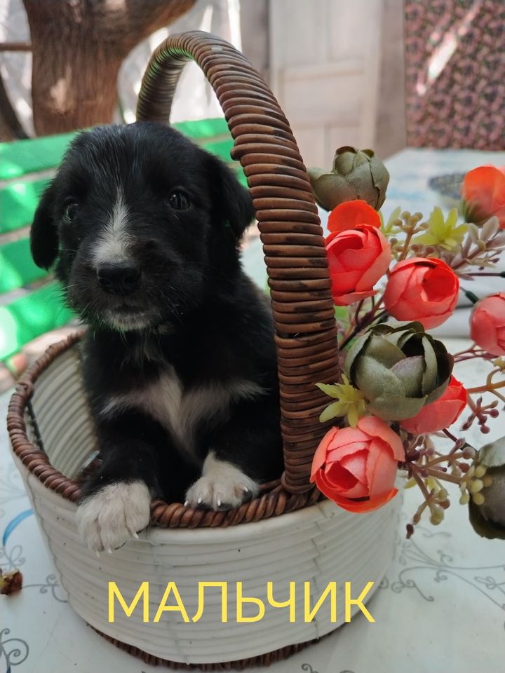Бесплатно