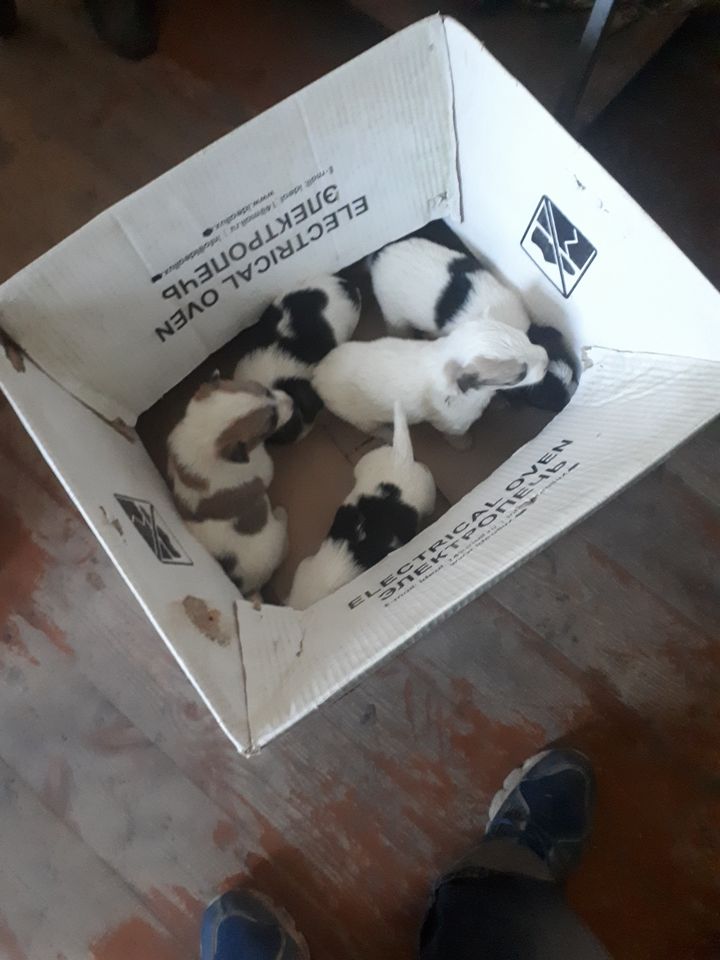 Free