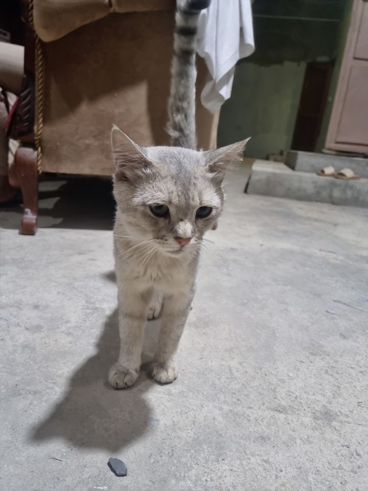 Bepul