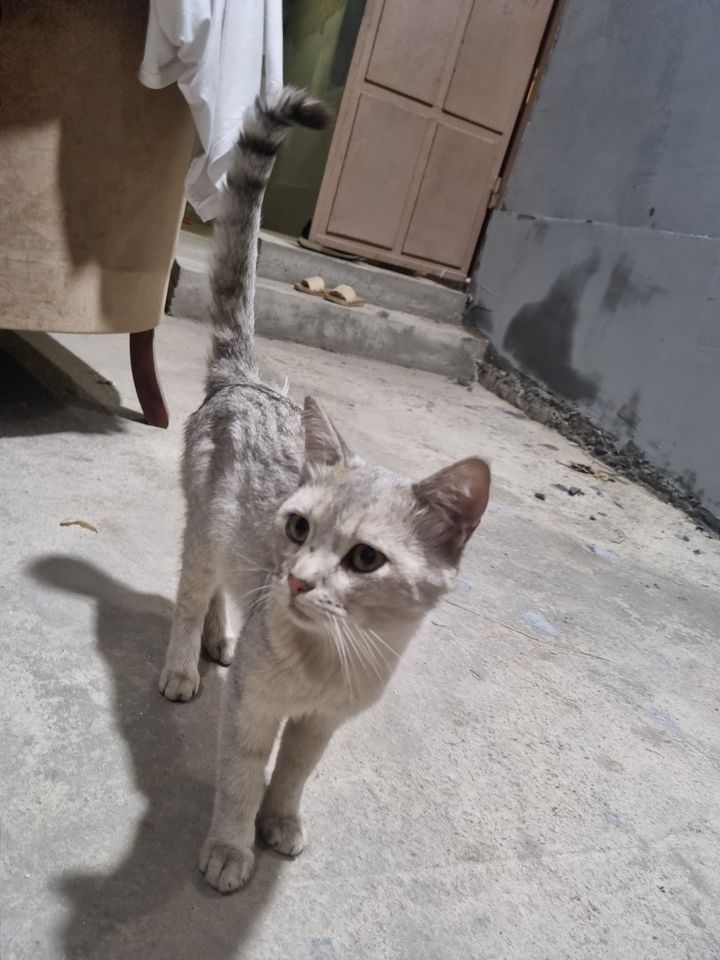 Bepul