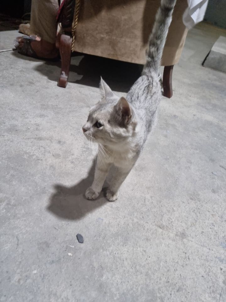 Bepul