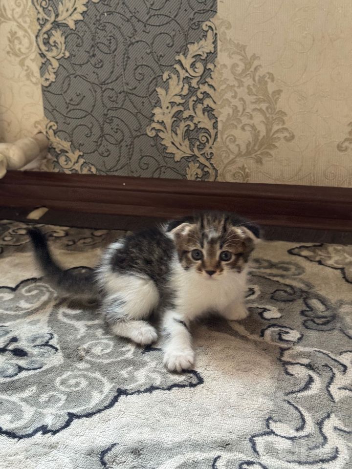350 000 сум