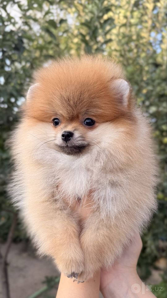 550 USD