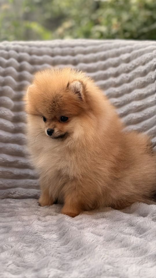 550 USD