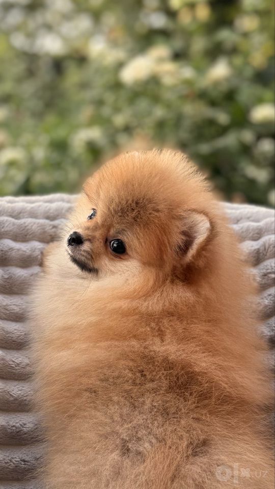 550 USD