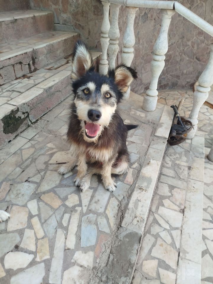 Bepul