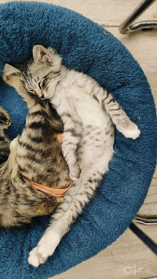 Free
