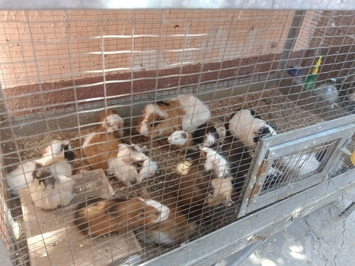 80 000 сум