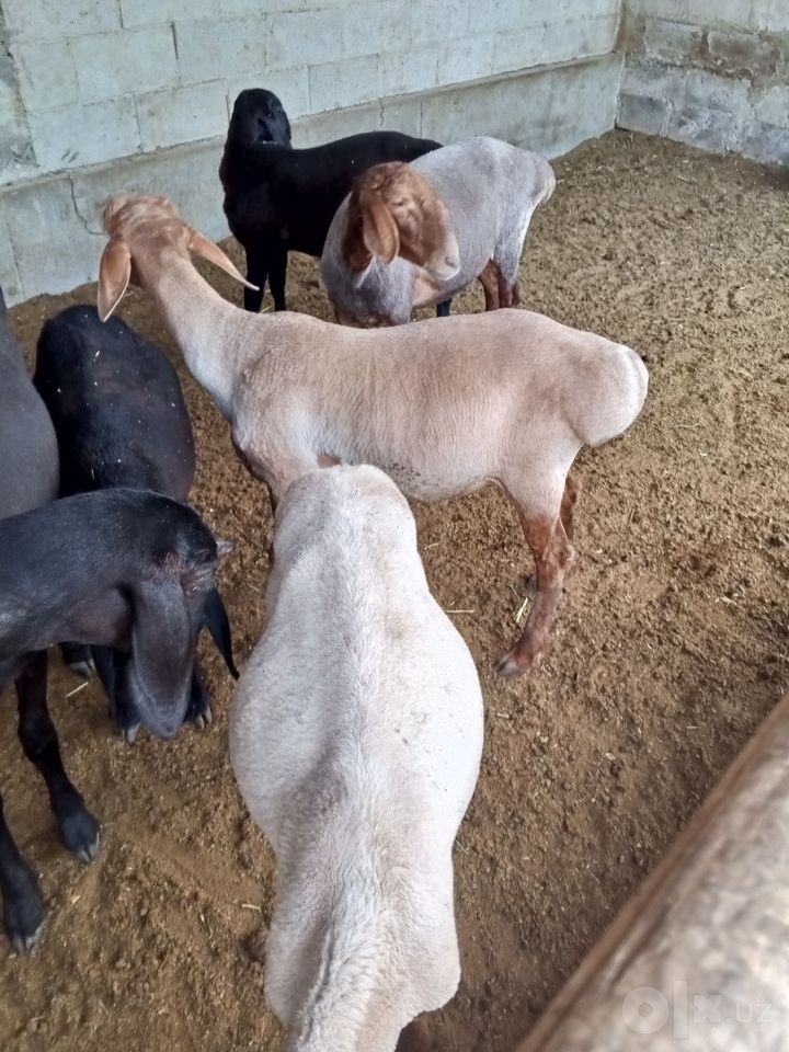 3 500 000 сум