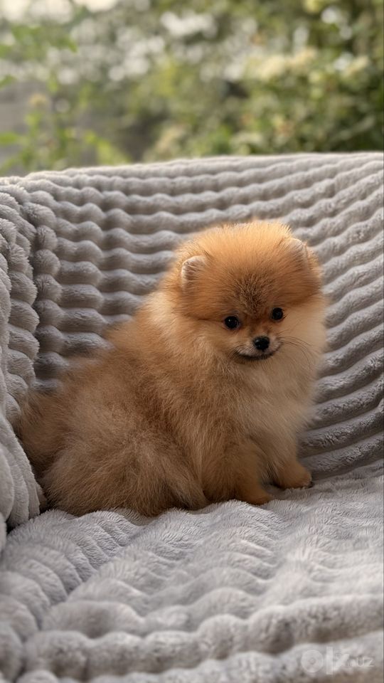 550 USD