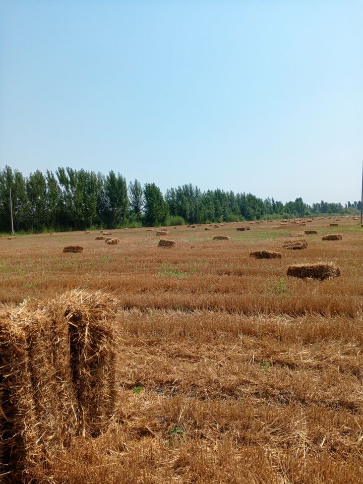 13 000 сум
