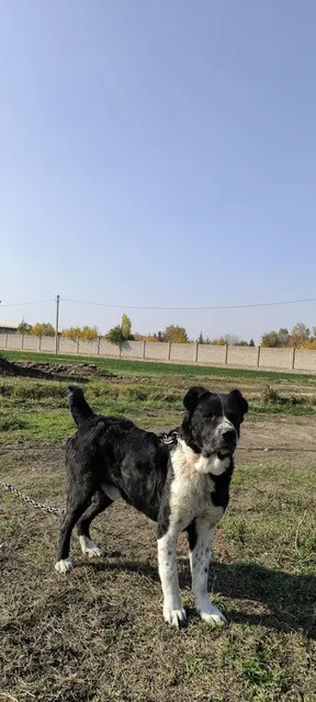 alabay 3 yosh ( алабай 3 года) - Image 1
